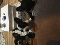 Müthiş Sevimli A Kalite French Bulldog Bebeklerimiz