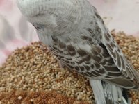 Show Jumbo Muhabbet Kuşu Yavrular Ele kola Alıştırmalık
