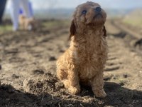 Toy poodle dişi erkek