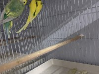 HAZIR YAVRULU YUMURTALI MUHABBET KUŞU ÇİFTLER