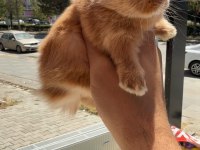 Cüce Özel Renk Bebekler Detay İçin Arayınız