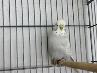 Dişi jumbo 10 aylık muhabbet kuşu