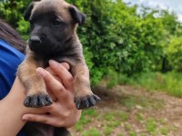 Arama kurtarma köpeği yavrularımız