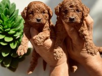 Sevimli toy poodle yavrularımız