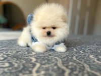 BAL GİBİ 2 AYICIK POMERANİAN