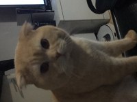 Çok cana yakın sevgi delisi scottish fold