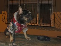 Micro Compact Blue Tan French Bulldog Dişi