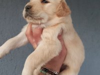 Baby face golden retriever yavrular