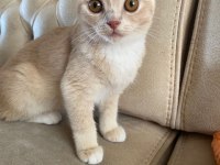 Scottish fold yavrularımız sahiplendirilmeye hazır