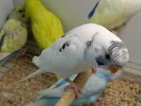 Rengarenk Yavru Muhabbet kuşları