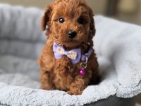 TOY POODLE SEVİMLİ YAVRULAR