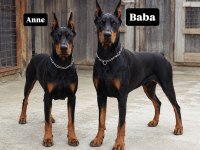 ŞAMPİYONUN AŞILI DOBERMAN YAVRULARI