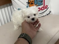 Ultra kalite tea cup kore kan maltese yavrumuz