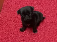 SAFKAN PUG YAVRULARI