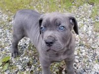 Ev Ve Bahçeniz İçin Cane Corso Kapıda Ödeme Mevcuttur