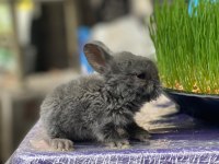 Hollanda Lop Tavşan