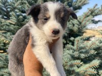 Petmode köpek çiftliğinden borde collie yavrular