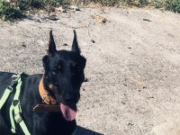 FULL ESTETİKLİ EĞİTİMLİ DOBERMAN