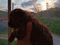 Aaa kalite teacup red brown poodle