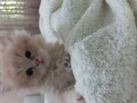 Chinchilla bebeklerimiz evlerini arıyor