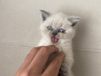 48 Günlük British Blue Point