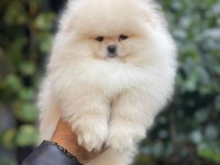 Mersin pomeranian boo köpekler