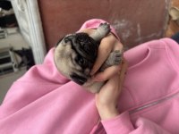 Safkan orjinal pug