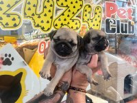 Pug yavrularımız
