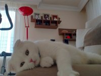 Acil yuva arıyoruz scottish fold