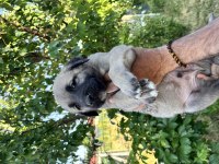 SAFKAN YAVRU KANGAL