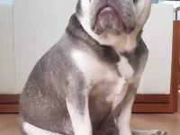 French bulldog yetişkin