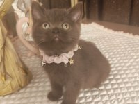 Çikolata british shorthair