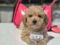 MİNİ MALTİPOO YAVRULARIMIZ