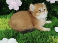 British Shorthair Golden
