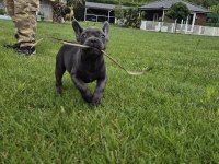 Blue French Bulldog Yavruları