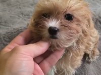 Avuç İçi Kadar Maltipoo Mutluluk