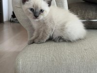 Orijinal Siyam Kedileri Anne ve Oğul Sahiplendirilecektir
