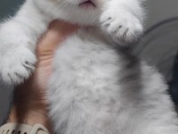 Scottish fold kedimiz