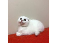 1.5 aylık scottish fold yavrular