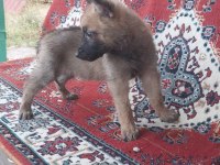 BELÇİKA KURDU MALİNOİS YAVRU