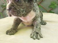 Fransız Bulldog Köpeğimiz