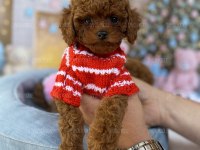 TATLI VE SAĞLIKLI TOY POODLE YAVRULAR