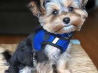 Teacup yorkshire terrier