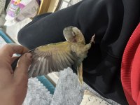 Full evcil turkuaz konur 5 aylık
