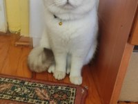 2 yaş erkek british shorthair sahiplendirilecektir
