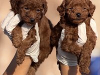 Toypoodle sevimli yavrular 