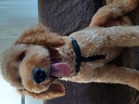 Köpeğimiz yeni yuvasını arıyor