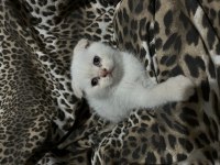 Scottish Fold Yavru Kediler