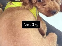 Poodle bebeklerimiz