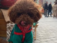 Korea Kan Red Brown poodle 2 yaşında damızlık erkek